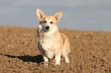 CORGI PEMBROKE 696